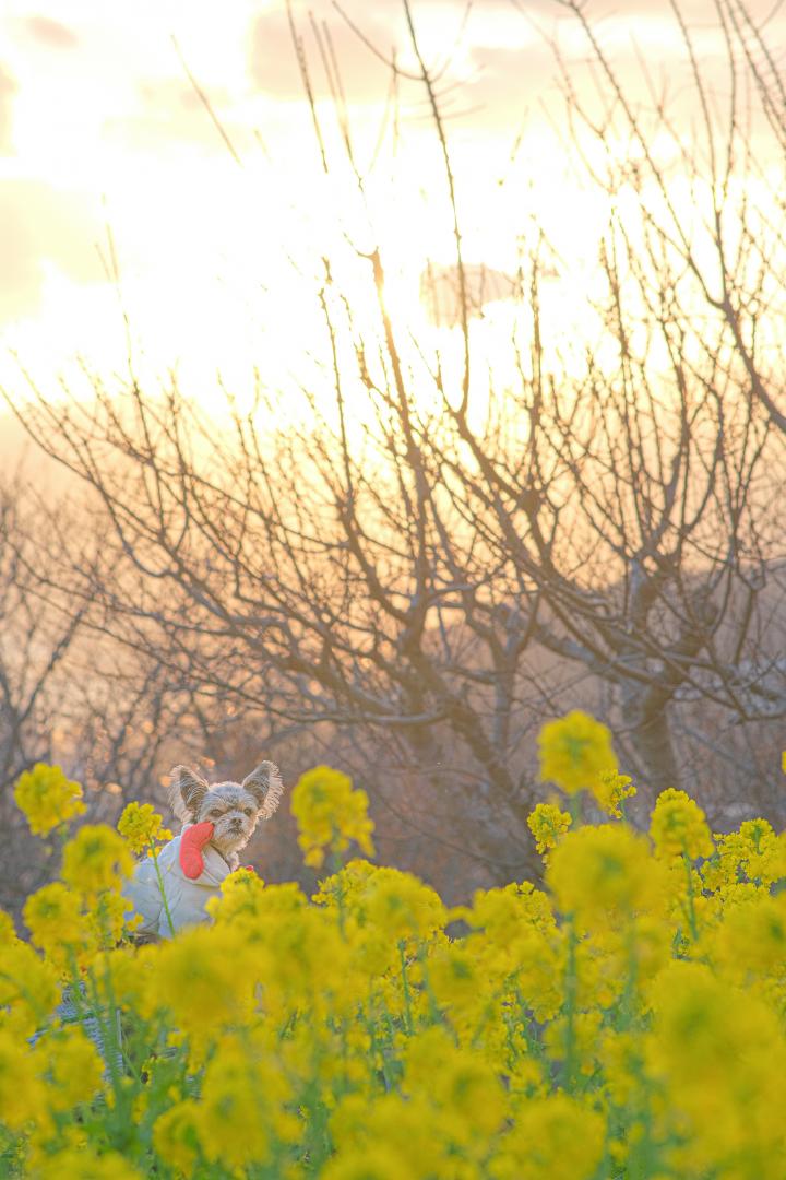 夕陽に染まる菜の花