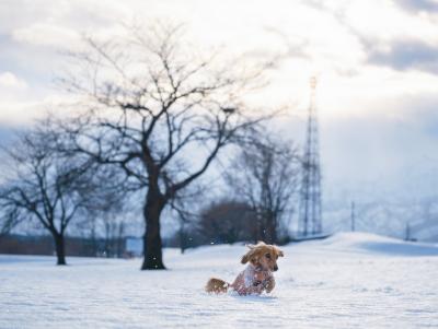 一面の雪景色の中で