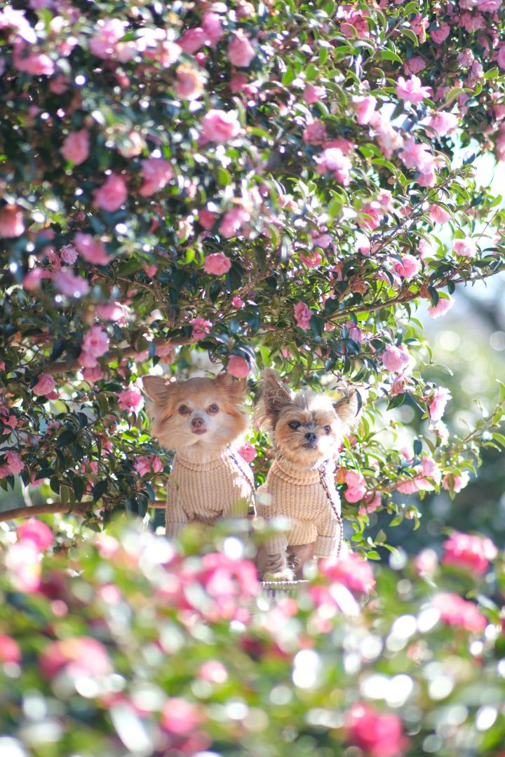 キラキラの山茶花