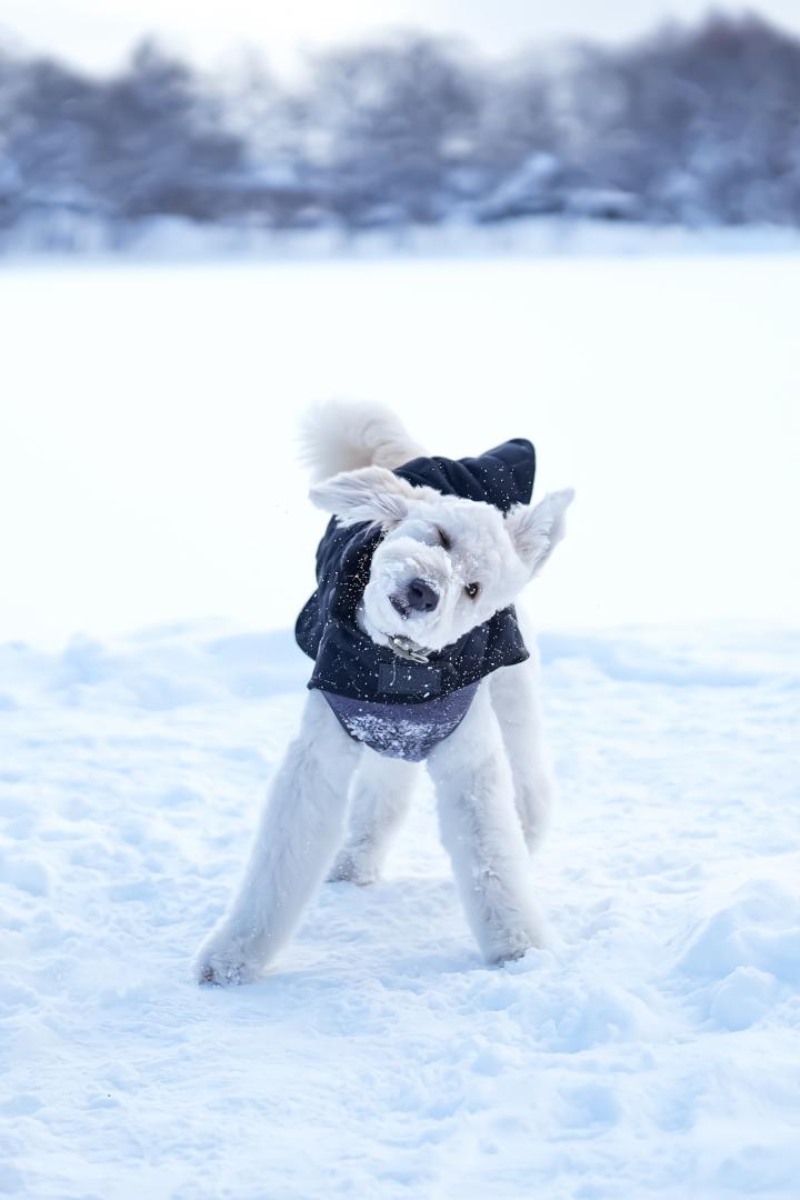 雪遊び