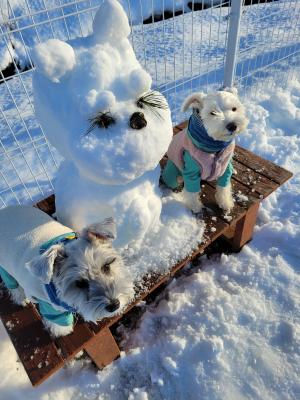 シュナ雪だるま