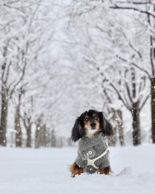 雪の華が咲いたよ