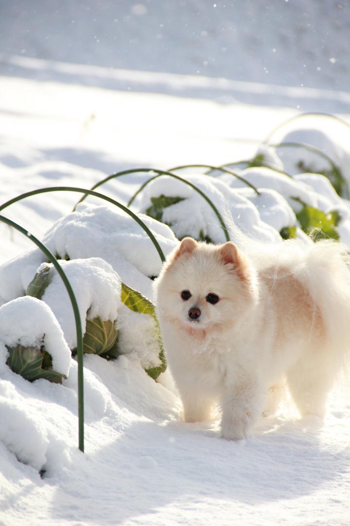 雪の下キャベツみっけ