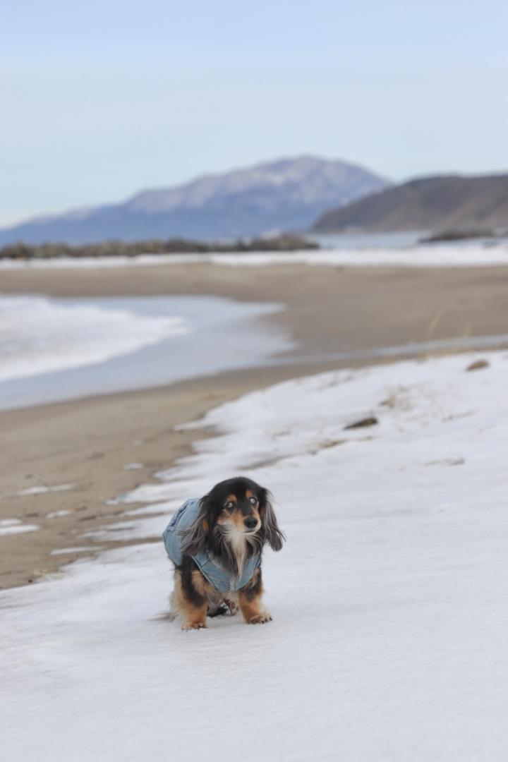 砂浜に雪?!