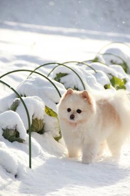 雪の下キャベツみっけ