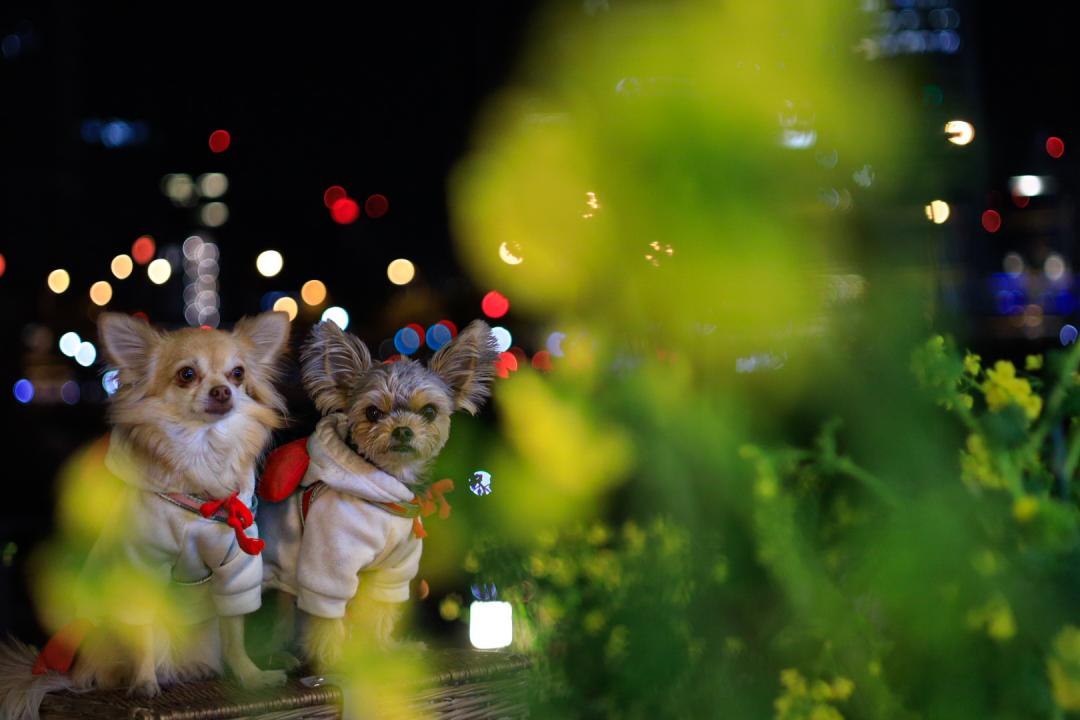 都会の夜の菜の花