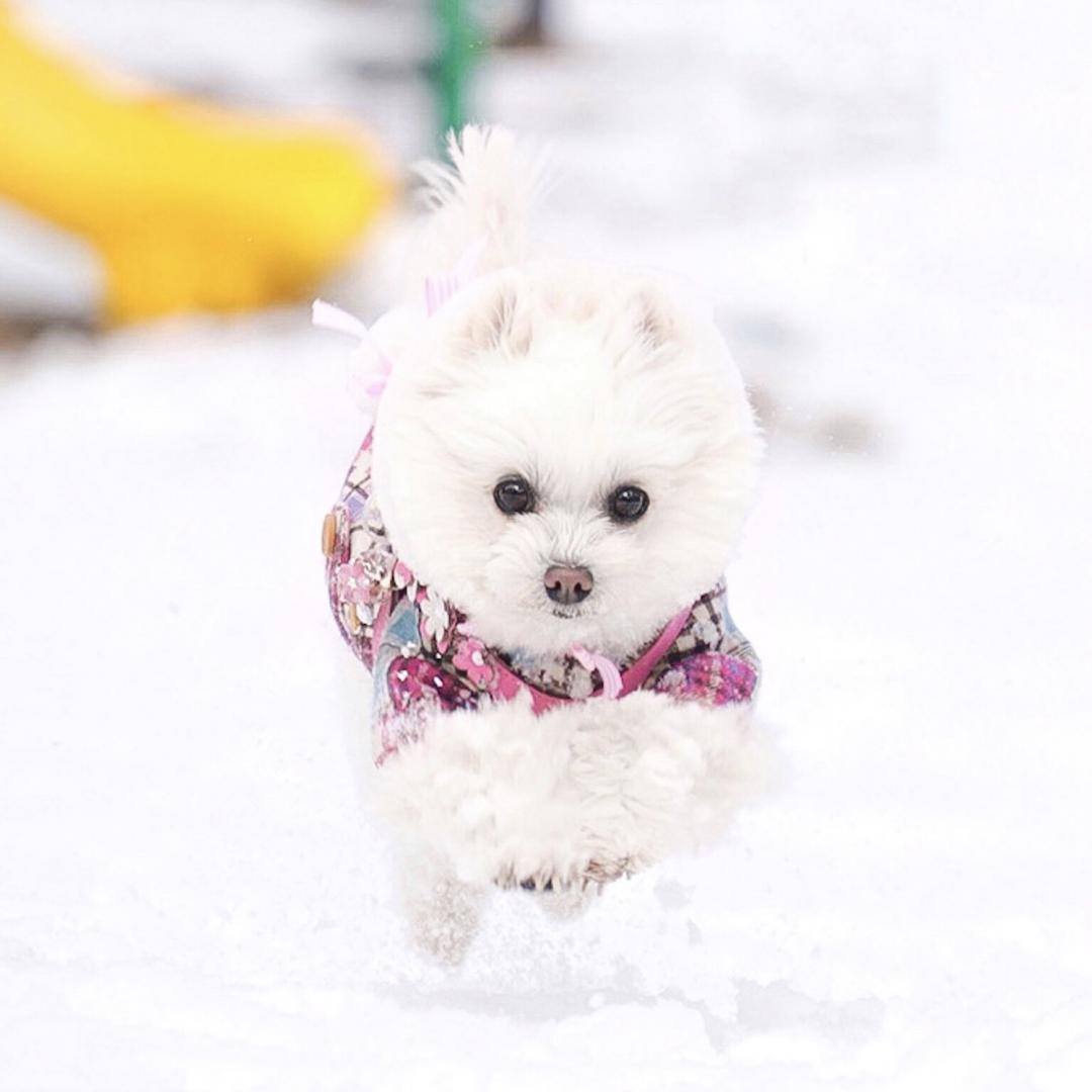 雪うさぎ？