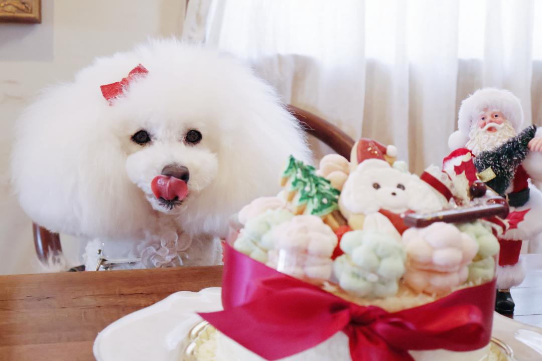 私のクリスマスケーキ？