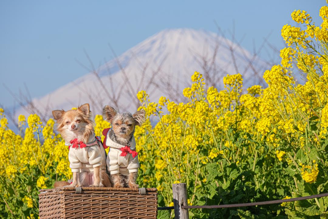 菜の花と富士山