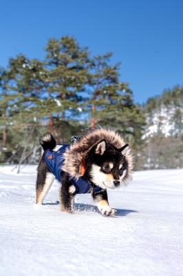 冬の大冒険❄️