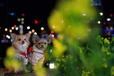 都会の夜の菜の花