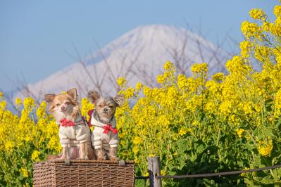 菜の花と富士山