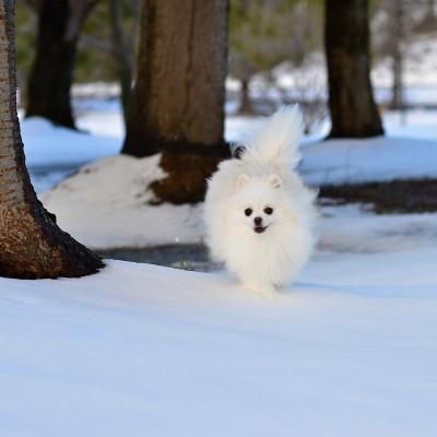 雪だって平気さ