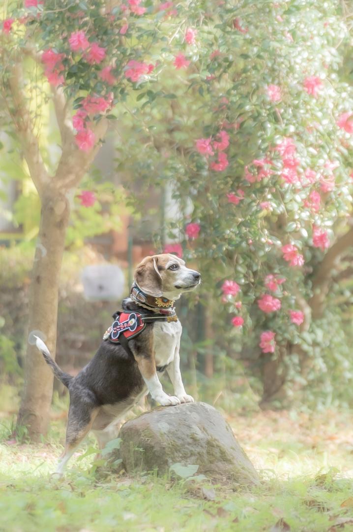 サザンカの咲く頃愛犬とふたり旅