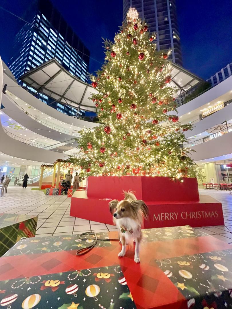 大きなクリスマスツリー