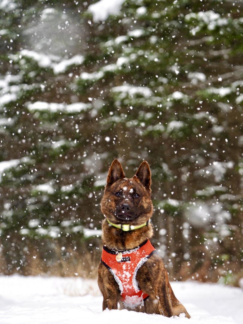 雪の森と甲斐犬