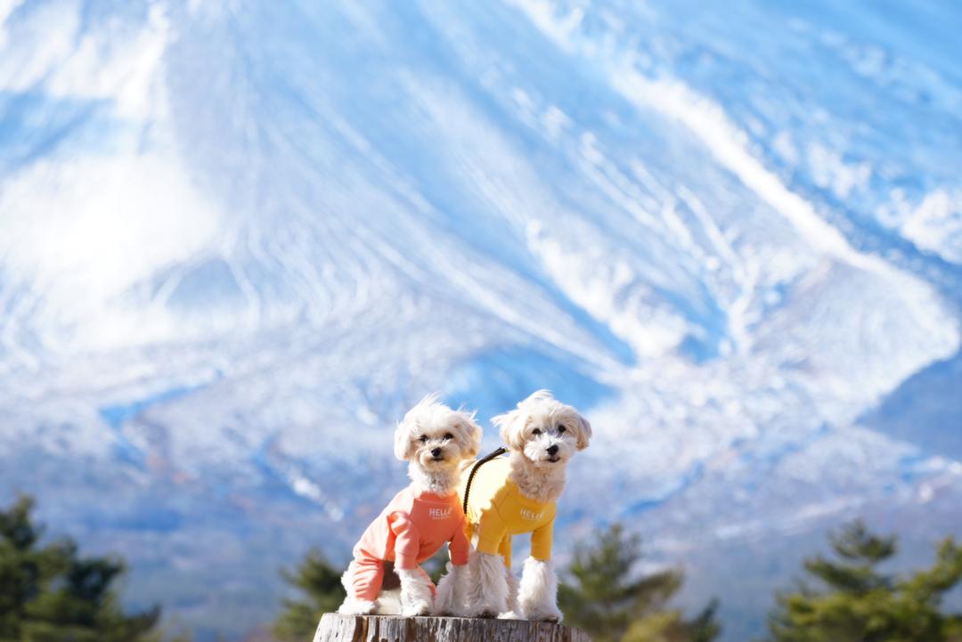 どーんと雪浅間山をバックに…