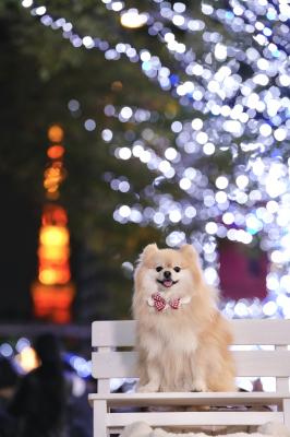 東京タワーとイルミネーション