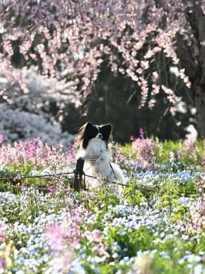 春のお花に囲まれ～