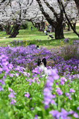 ムラサキハナナと桜