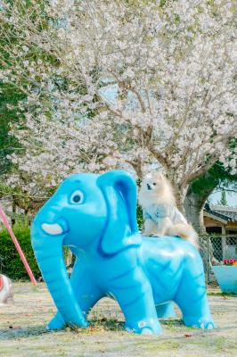 お花見の旅へさあ出発！