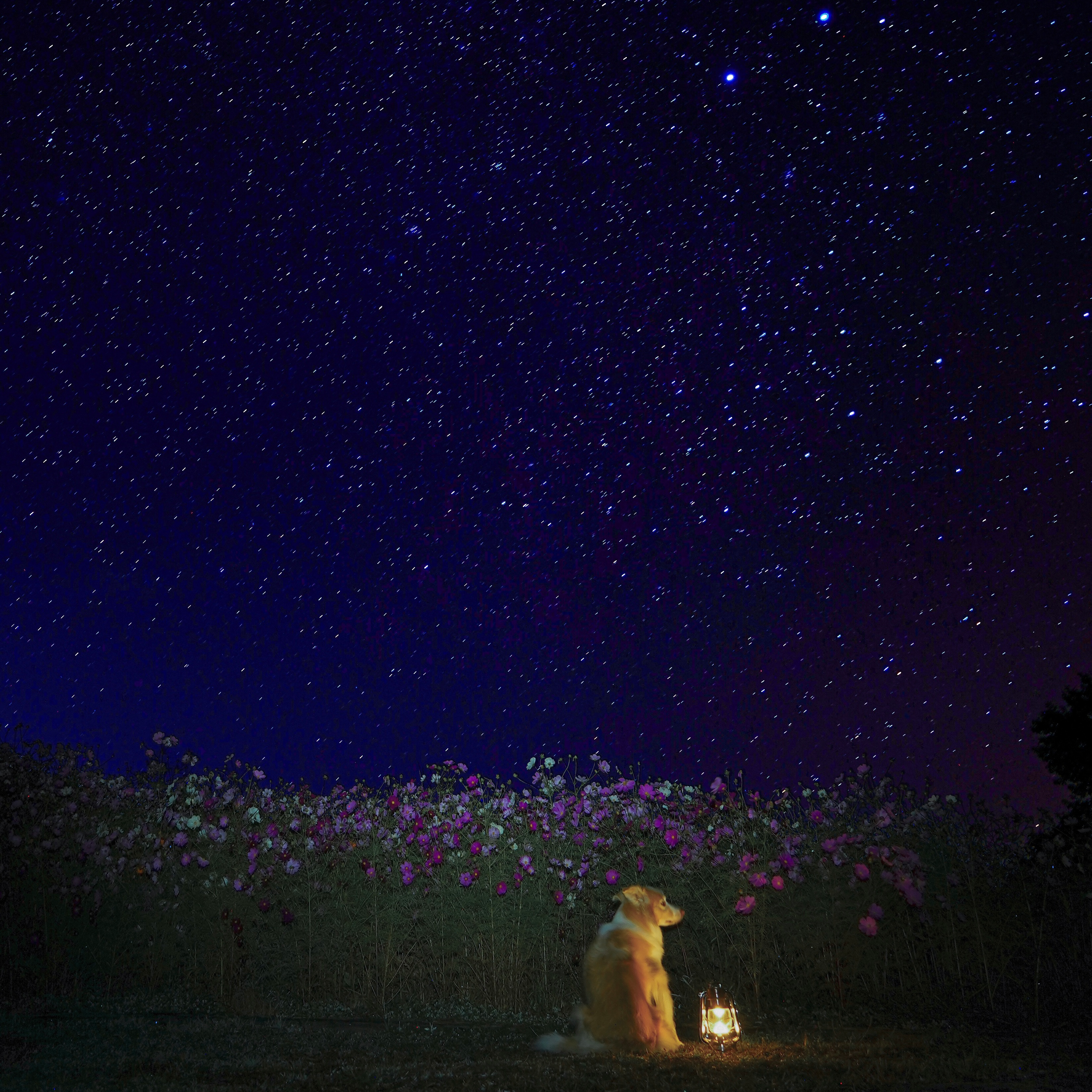 星降る夜のコスモス