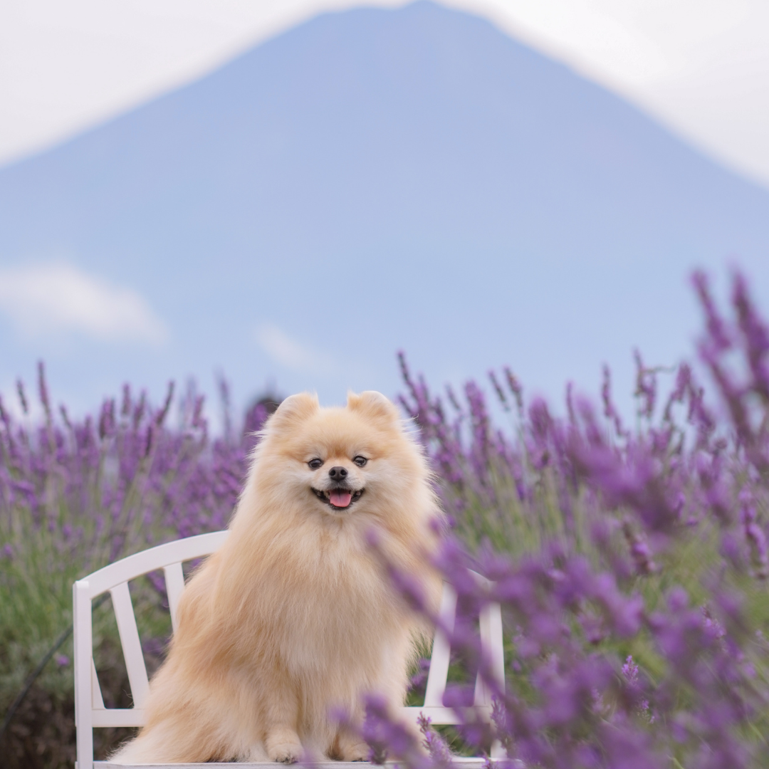 富士山とラベンダー畑