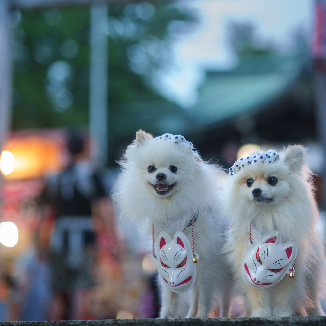 お祭り！わっしょい！