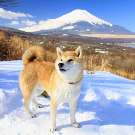 富士山と柴犬