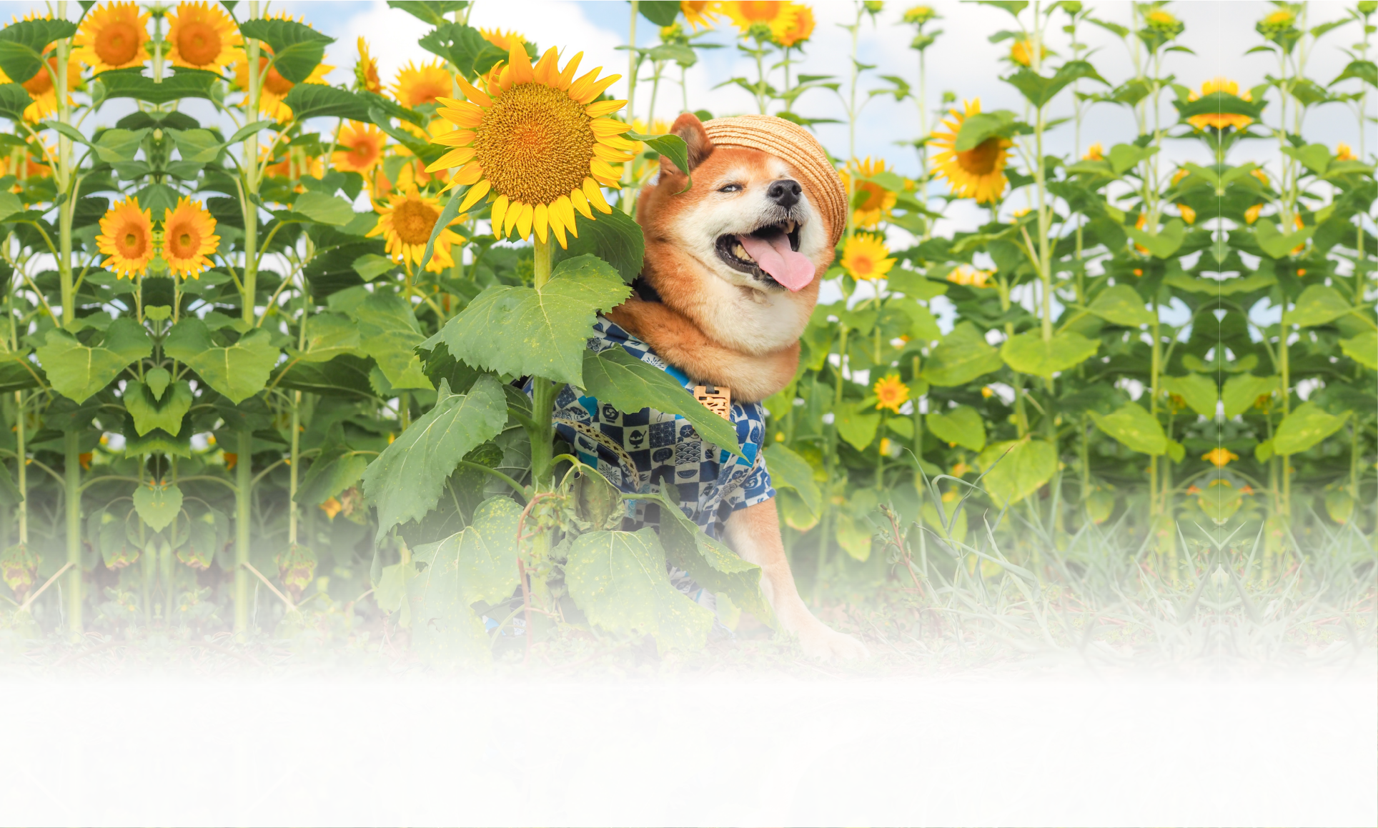 夏の愛犬との旅行 画像 2