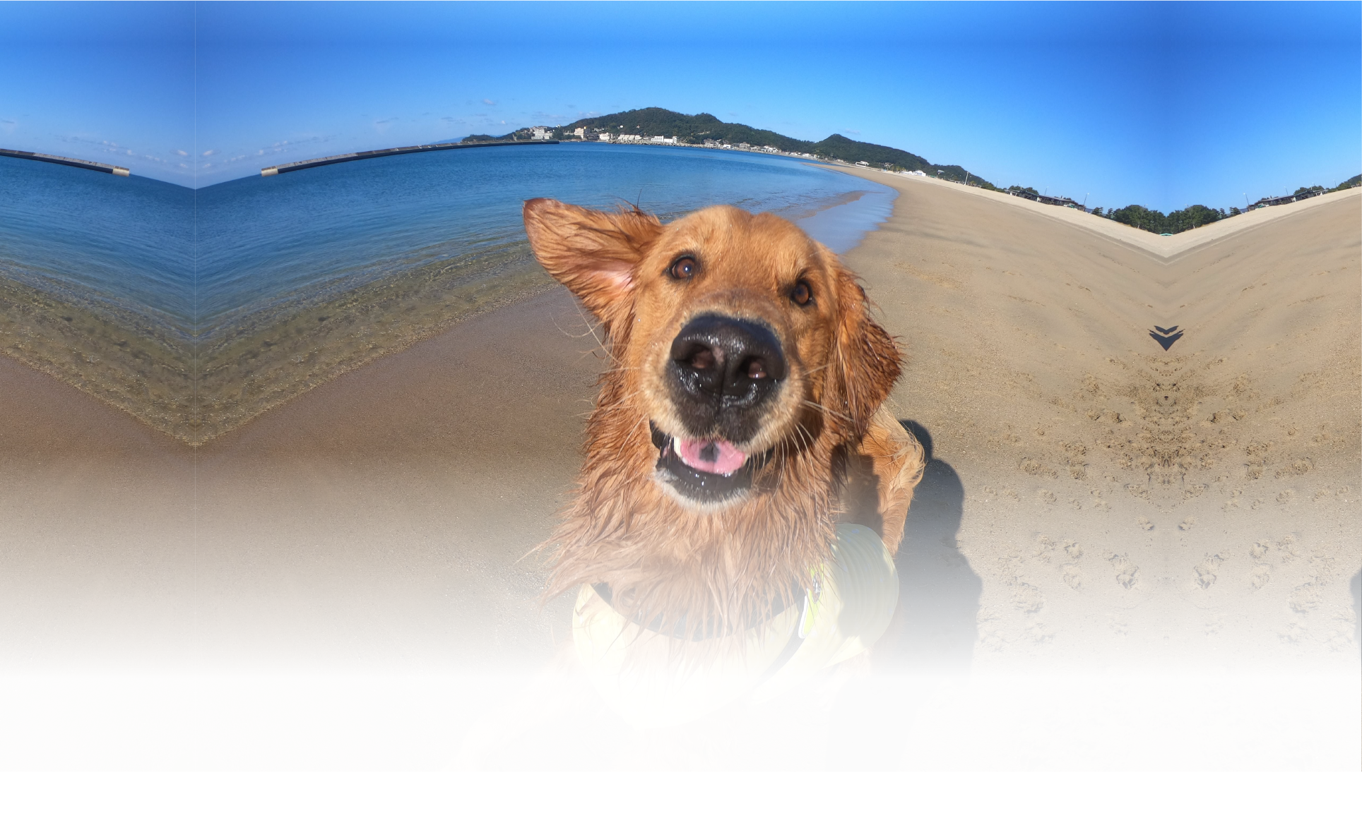 夏の愛犬との旅行 画像 3