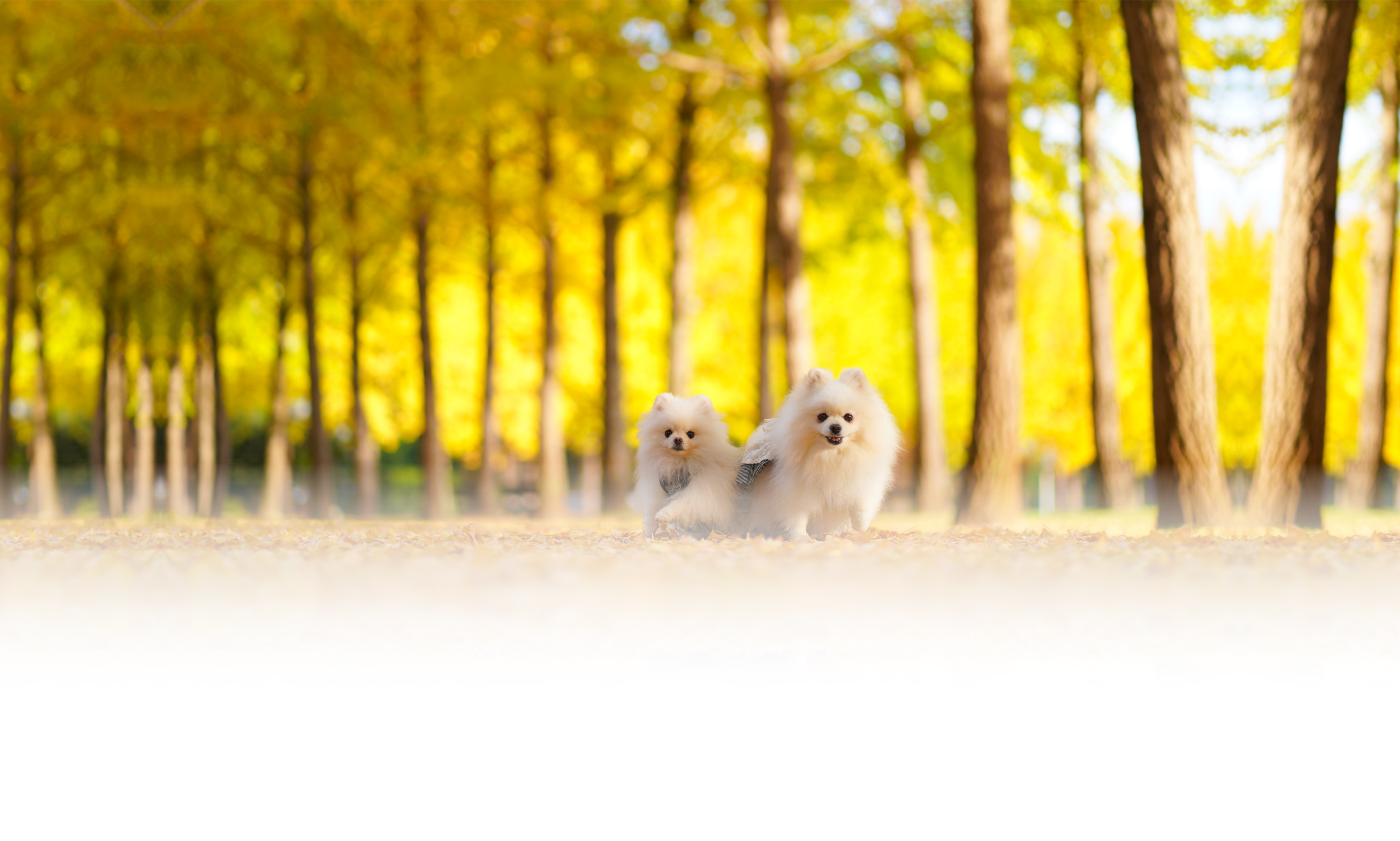 秋の愛犬との旅行 画像 32