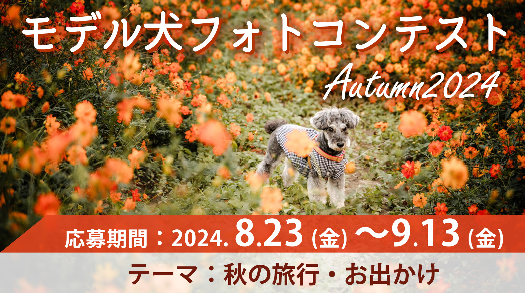 モデル犬コンテスト Autumn2024